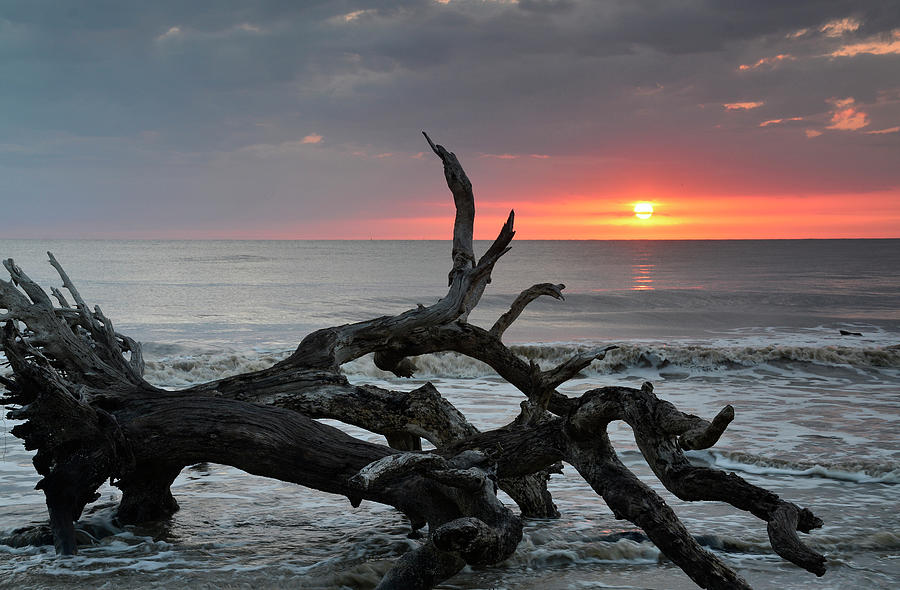 Fallen Tree in Ocean at Sunrise Photograph by Bruce Gourley