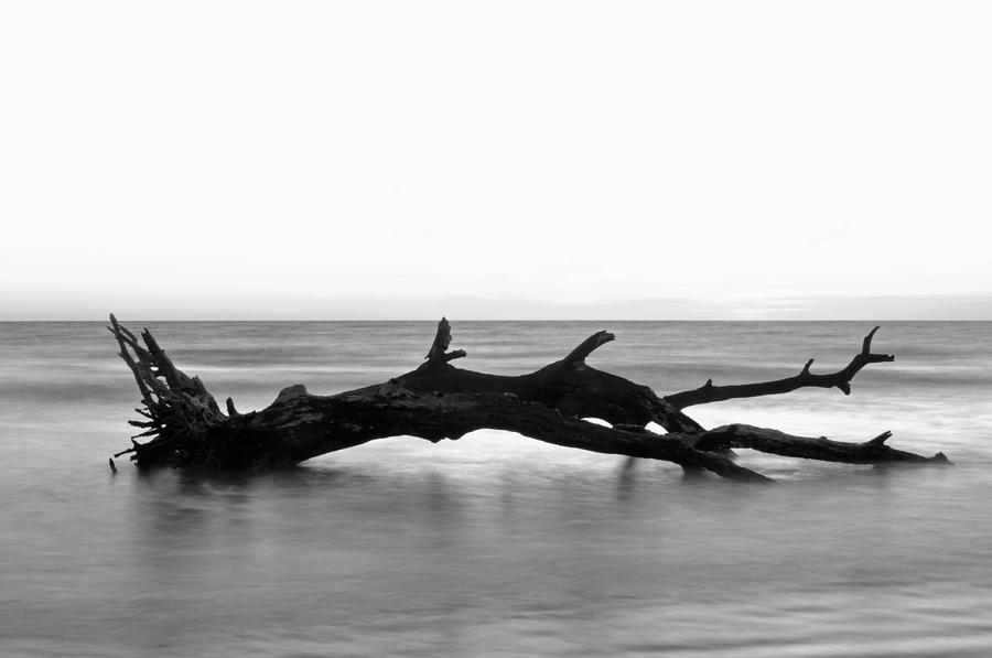 Fallen Tree in Ocean Photograph by Bruce Gourley
