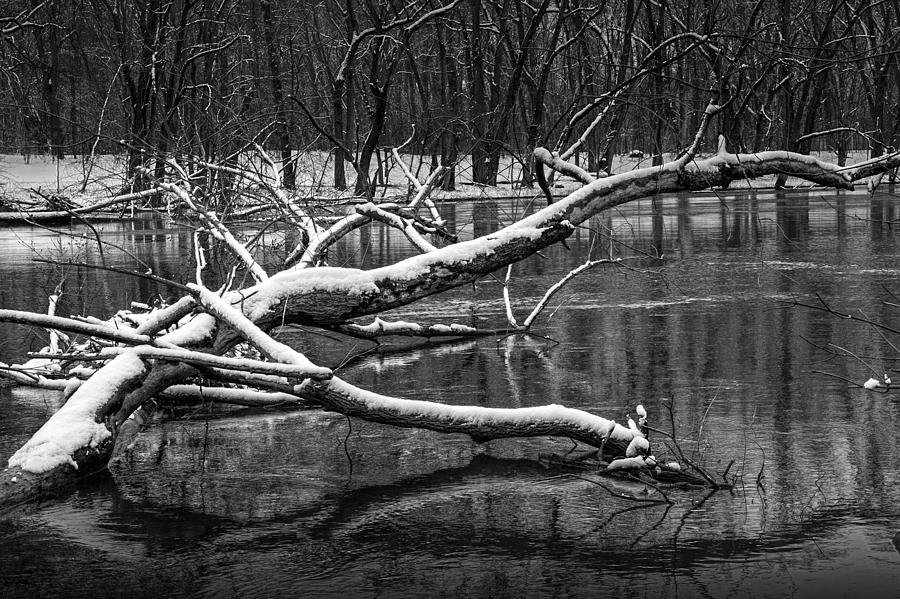 Fallen Tree in the Grand River during Winter Photograph by Randall Nyhof