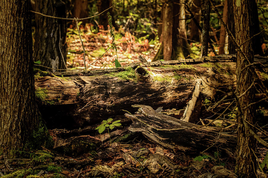 Fallen Tree Photograph by Joni Eskridge