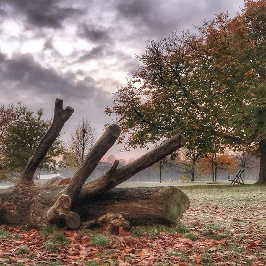 Nature Photograph - Fallen Tree #kensingtongardens #london by Steve Dunlop