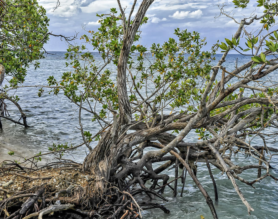 Fallen Tree Photograph by Linda Constant