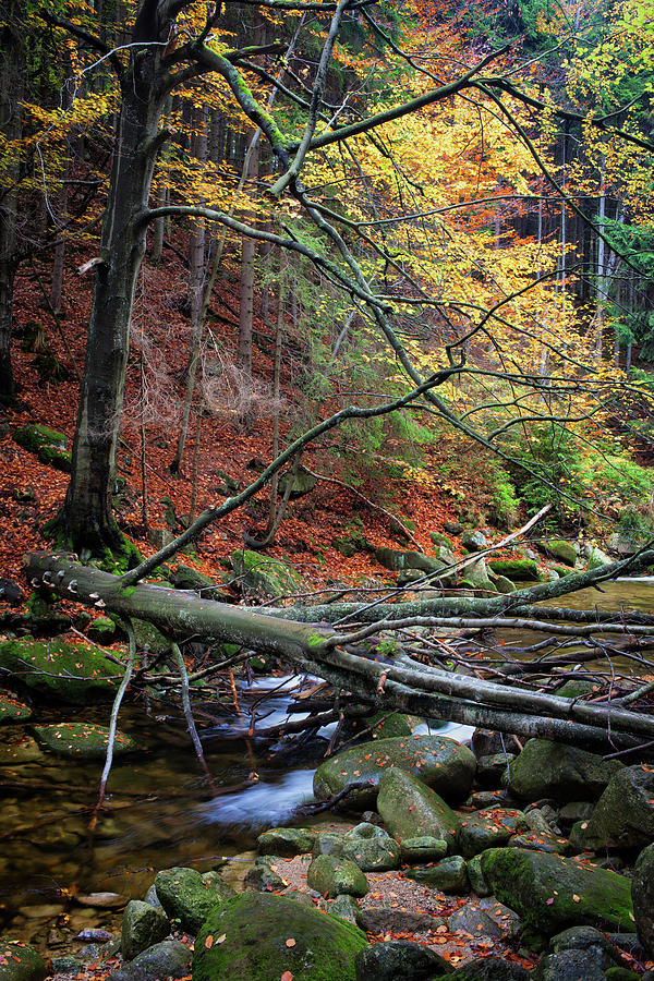 Fallen Tree Over Stream In Autumn Forest Photograph by Artur Bogacki