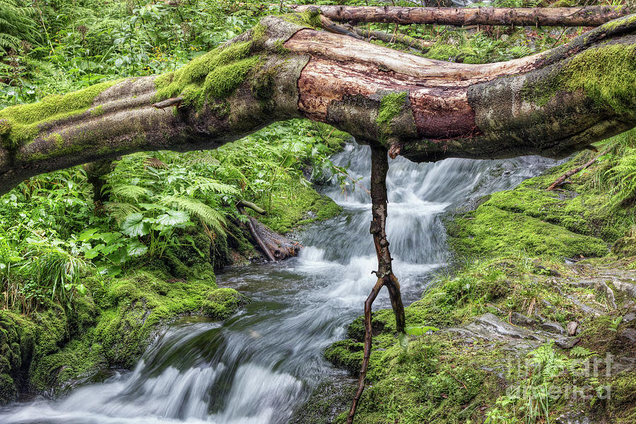 Fallen tree trunk over stream Photograph by Michal Boubin