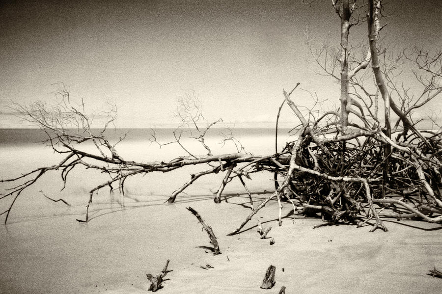 Fallen Trees Photograph by Amarildo Correa