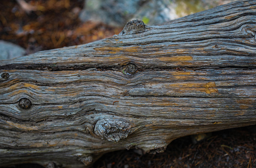 Rocky Mountain National Park Photograph - Fallen Trees and Lines in Nature by Aaron Hill