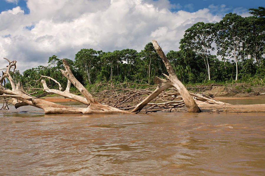 Fallen Trees In Boca Manu River Photograph