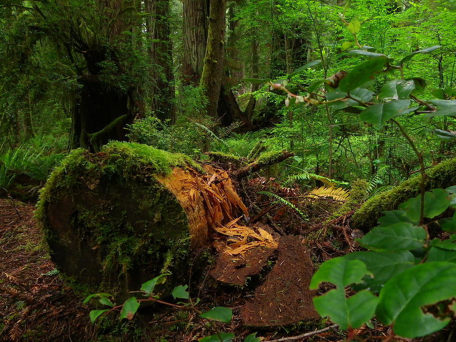 Fallen Trunk Photograph by Simply Summery - Fine Art America