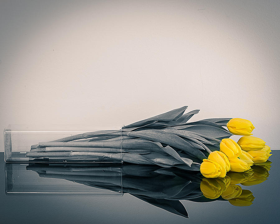 Flower Photograph - Fallen Tulips by Robert Ambrose