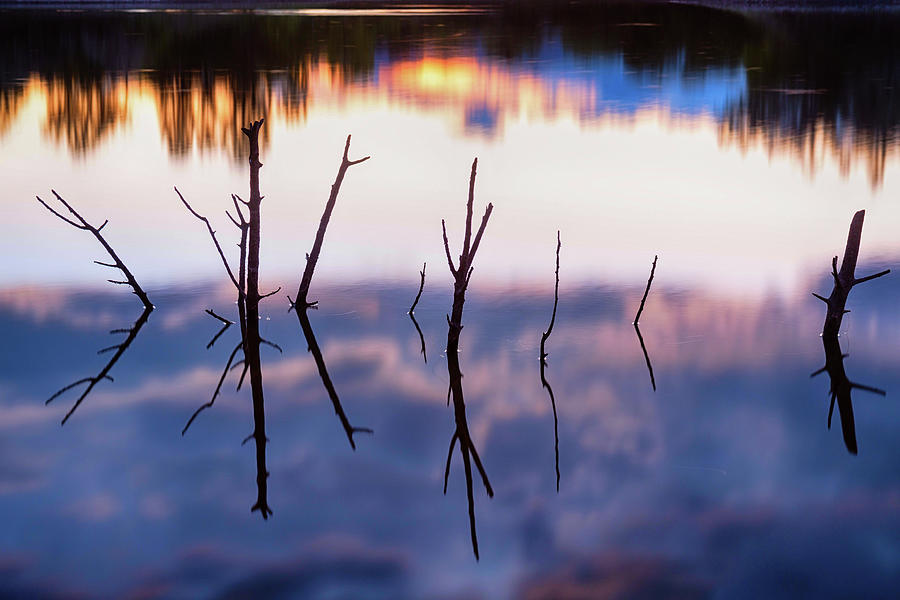 Fallen Twiggy Reflections Photograph by James BO Insogna