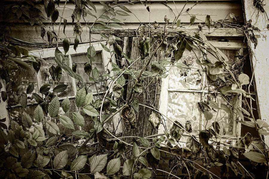 Fallen Windows Photograph by Sharon Popek
