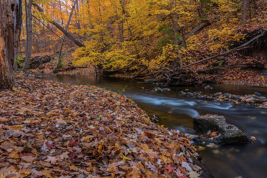 Fall in Michigan 1 Photograph by Pravin Sitaraman