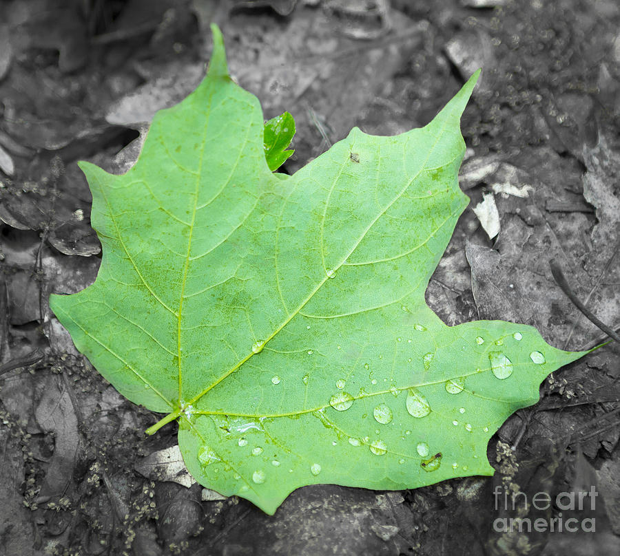 Canon Photograph - Fallin by Ricky L Jones Canon Photograph - Fallin by Ricky L Jones