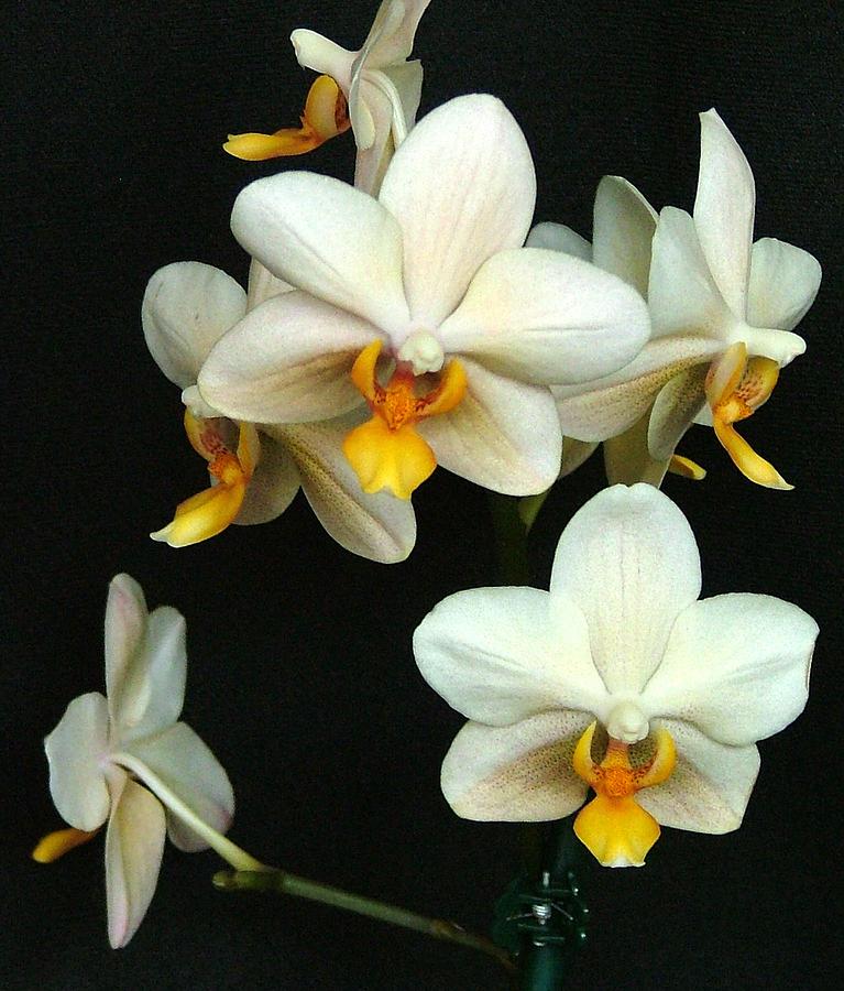 Orchid Photograph - Falling Angels by Mindy Newman