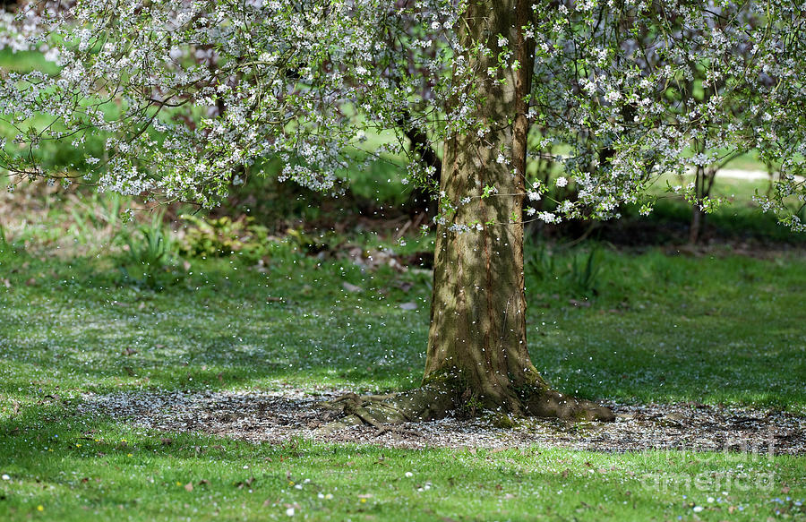 Spring Photograph - Falling Blossom by Tim Gainey