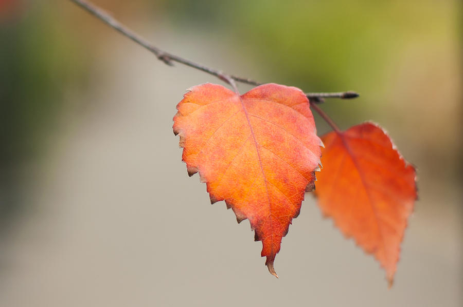 Falling for Fall by Crystal Hoeveler Falling for Fall by Crystal Hoeveler