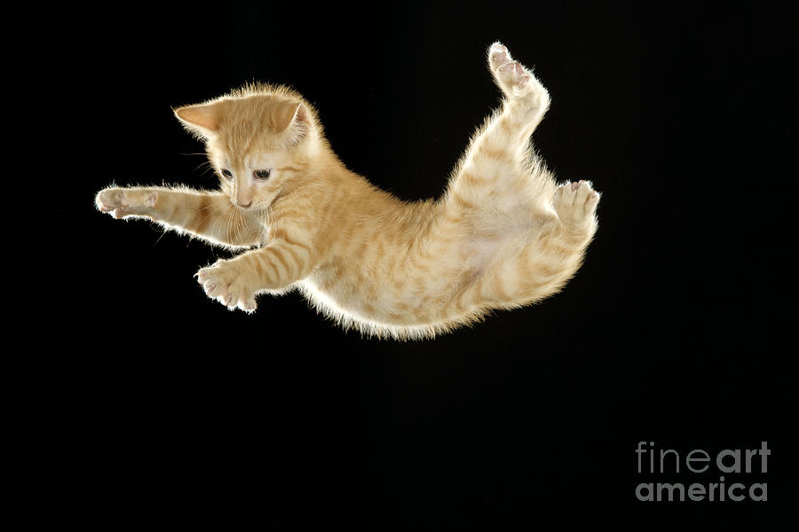 Falling Kitten Photograph by Jean-Michel Labat