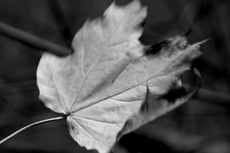 Falling Leaf in Black and White Photograph by Angie Tirado