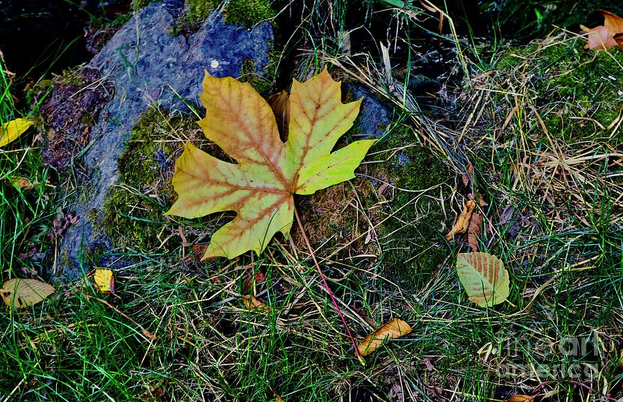 Falling Leaves Photograph by Craig Wood