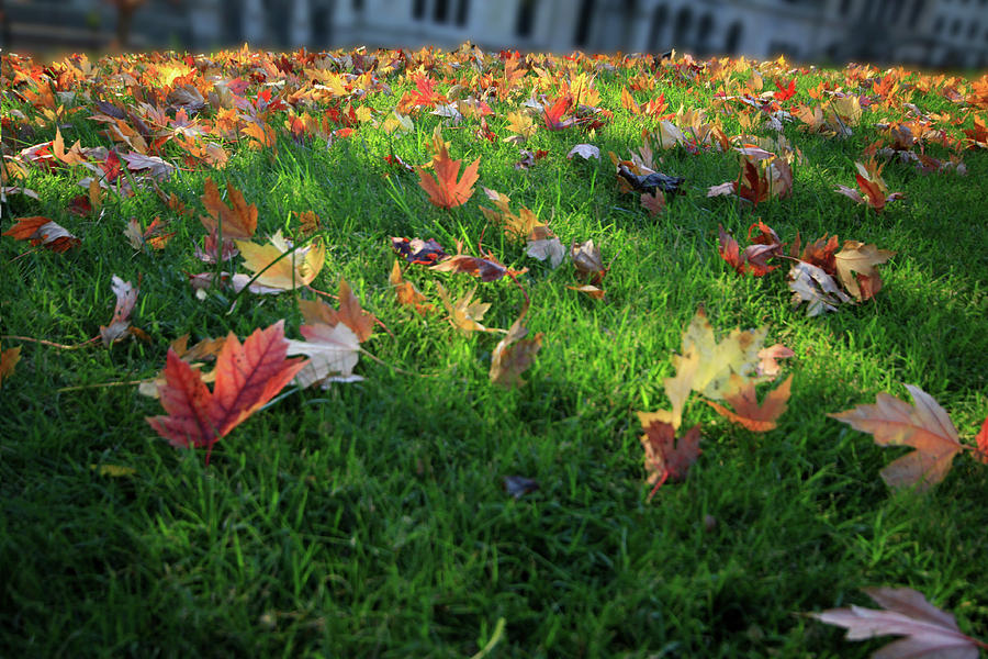 Falling Leaves Photograph by Dan Zarate Pixels