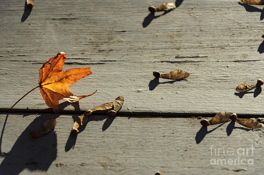 Falling Leaves Photograph by Debra Fedchin