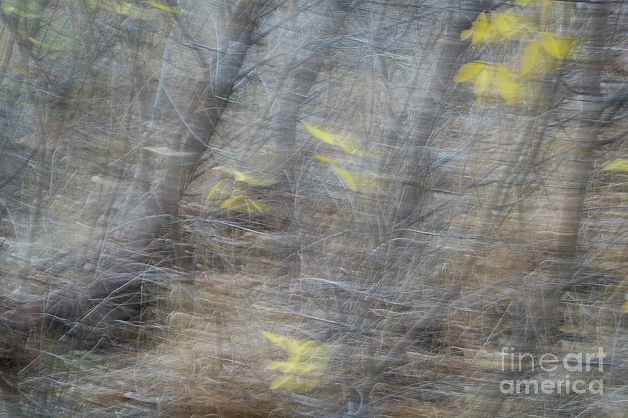 Falling leaves motion blur abstract Photograph by Marek Uliasz