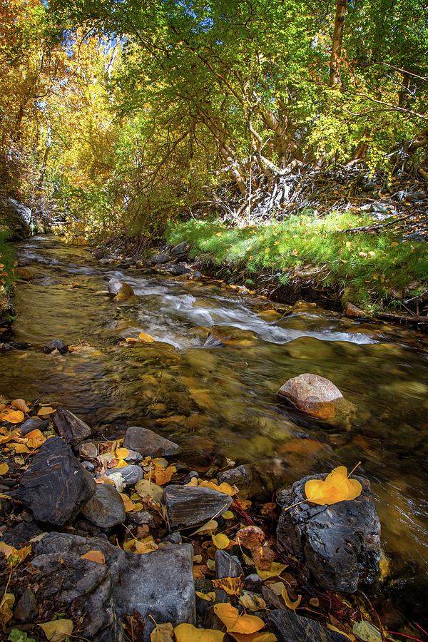 Falling Leaves on McGee Creek Photograph by Lynn Bauer