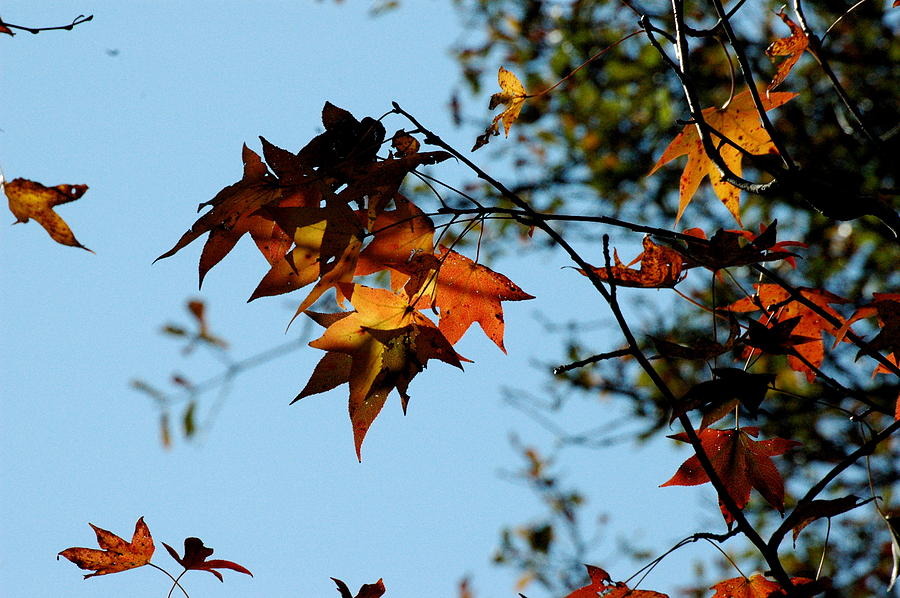 Falling Leaves Photograph by Teresa Blanton
