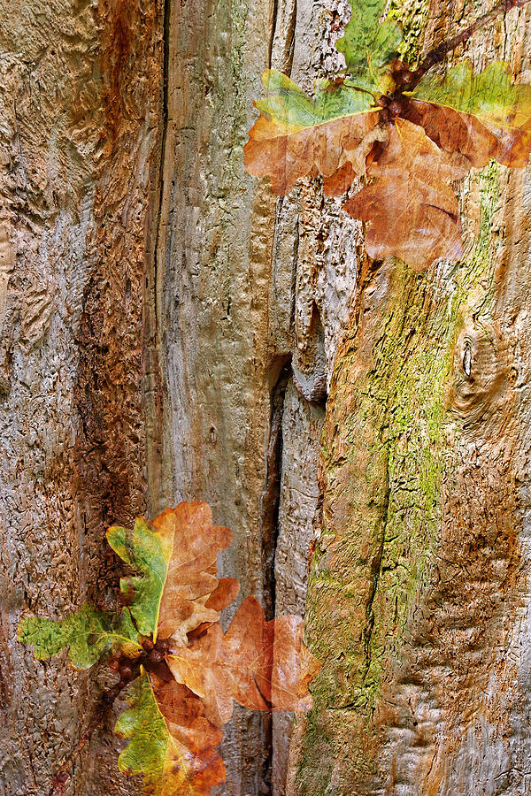Falling Oak Leaves Photograph by Gill Billington