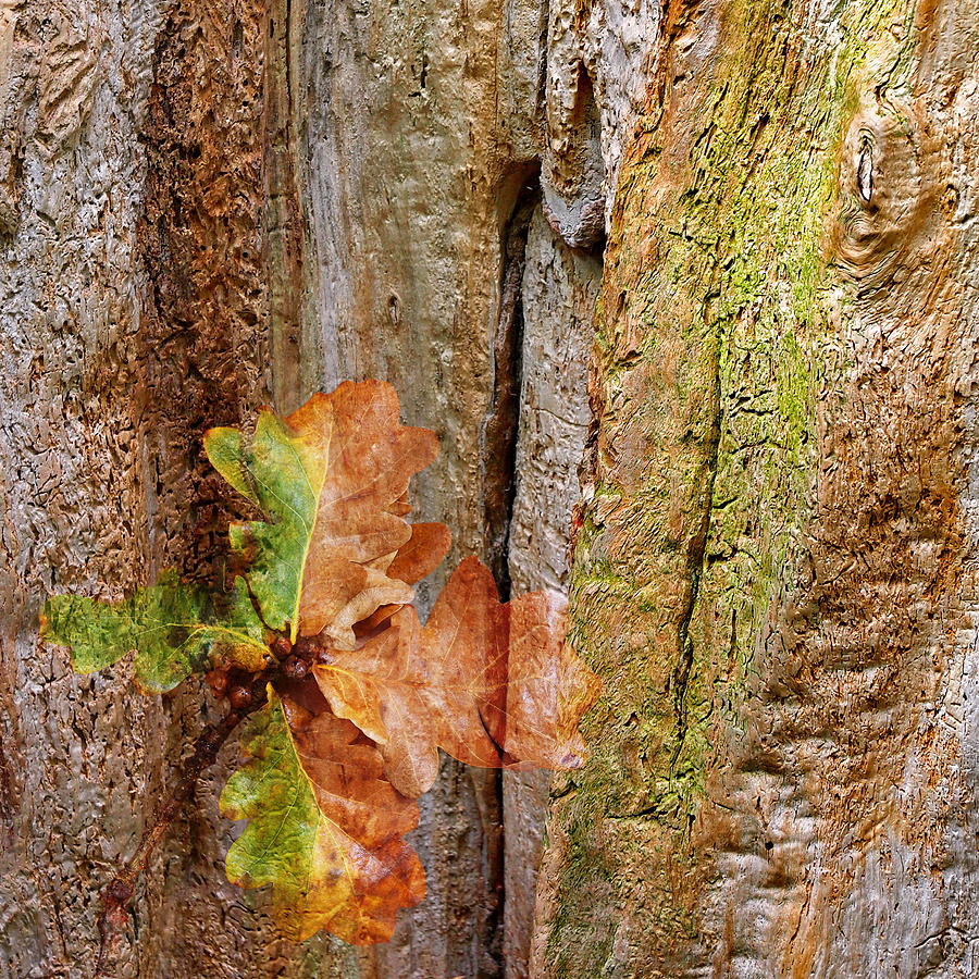 Falling Oak Leaves Square Photograph by Gill Billington