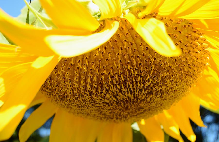 Falling Sunflower Photograph by Warren Thompson