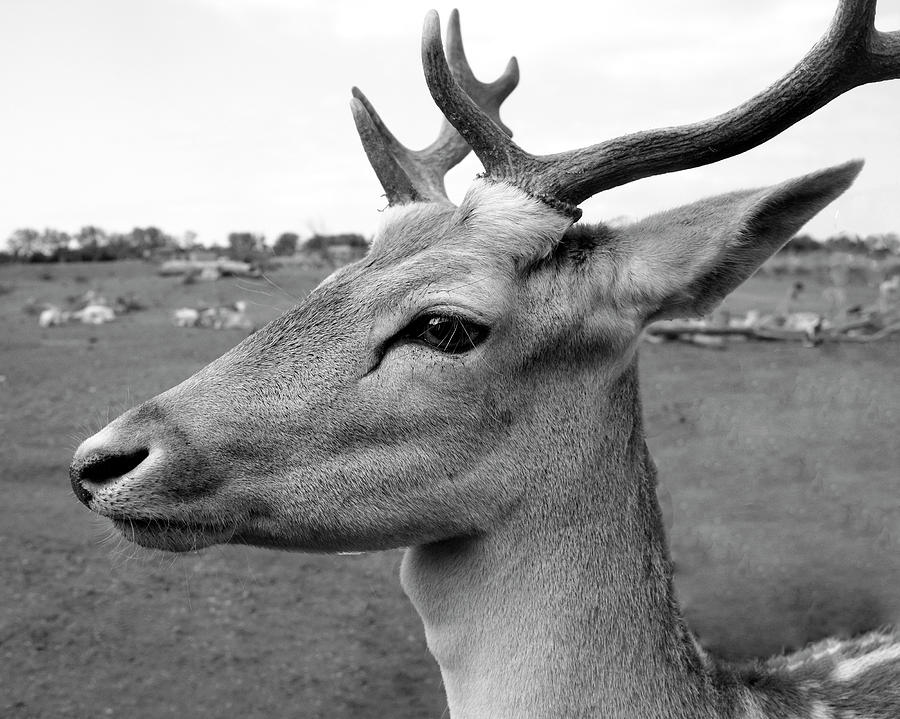 Fallow Deer Photograph by Angela Murdock