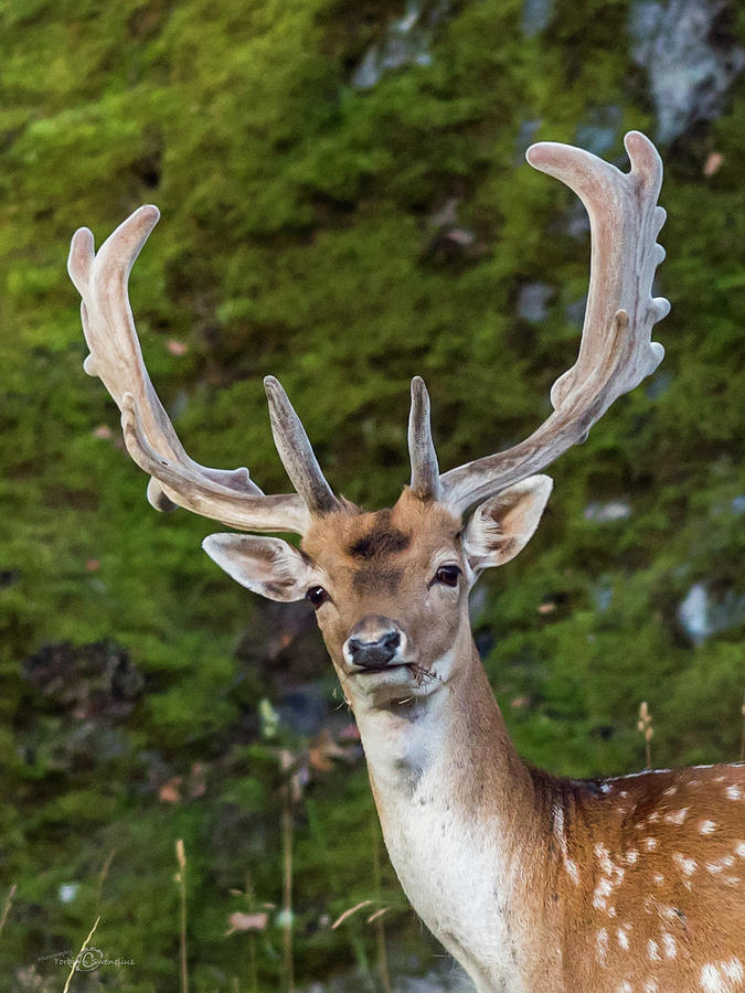 Fallow Deer Buck a closeup Photograph by Torbjorn Swenelius
