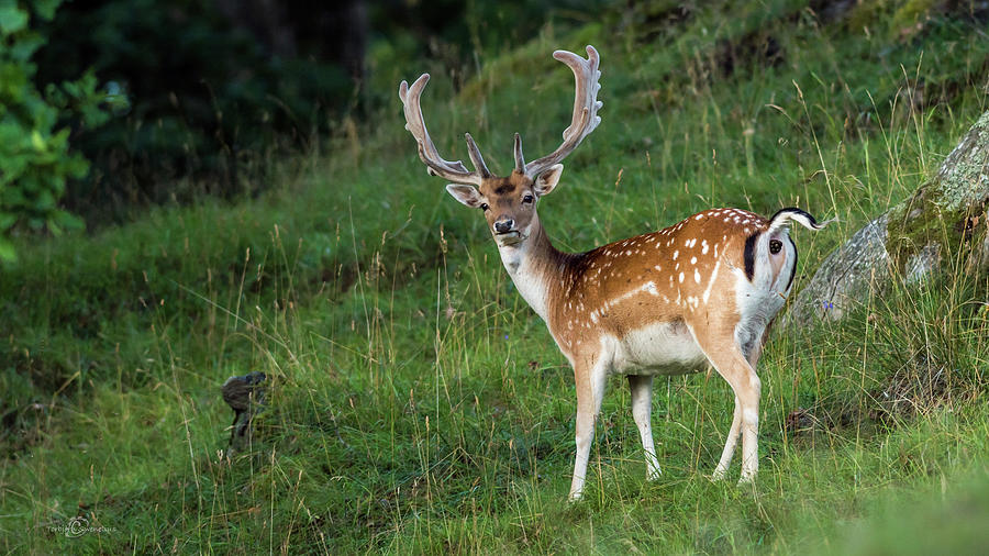 Fallow Deer Buck Photograph by Torbjorn Swenelius