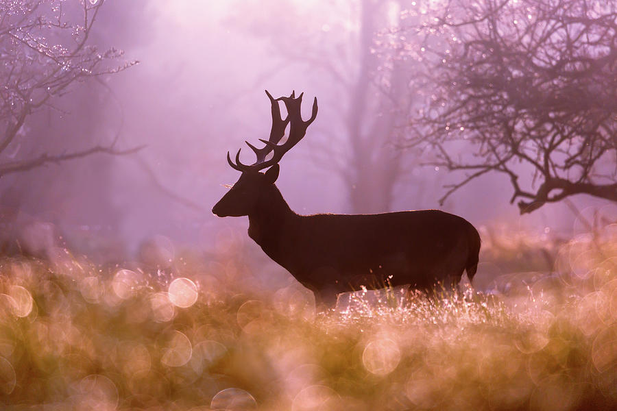 Deer Photograph - Fallow Deer Fairytale by Roeselien Raimond