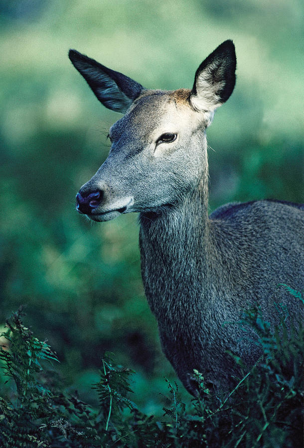 Fallow Deer fawn Photograph by Steve Somerville