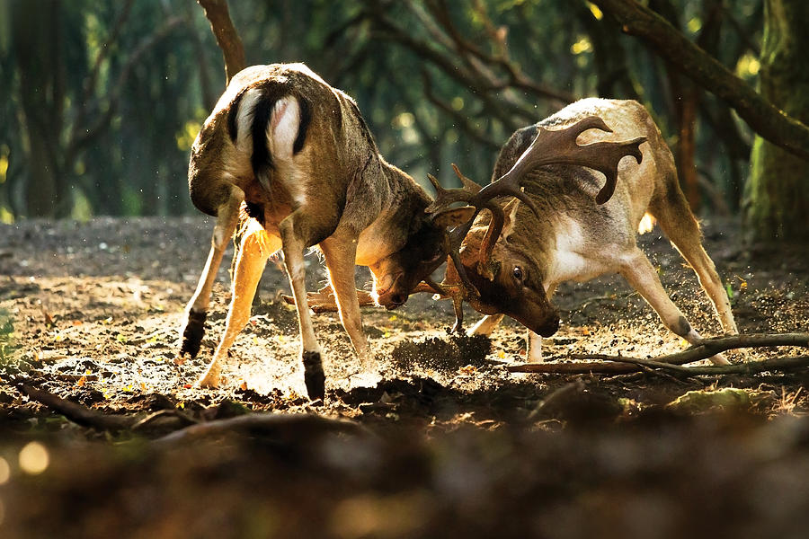 Deer Photograph - Fallow Deer Fight by Roeselien Raimond