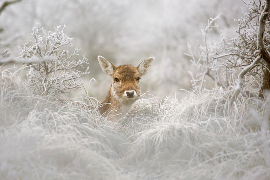 Deer Photograph - Fallow Deer in a Frozen World by Roeselien Raimond