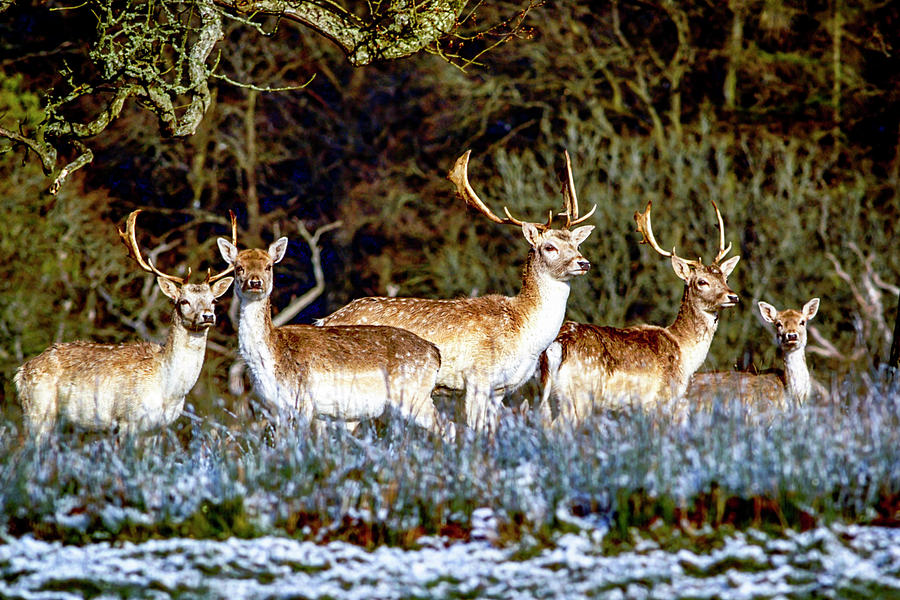 Fallow Deer in England Photograph by Chris Smith