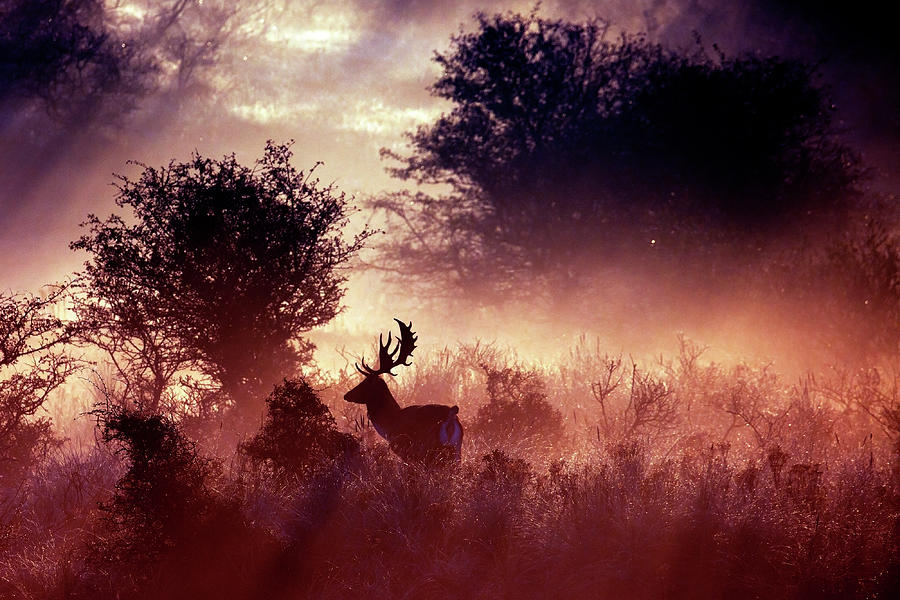 Deer Photograph - Fallow Deer in Fairytale World by Roeselien Raimond