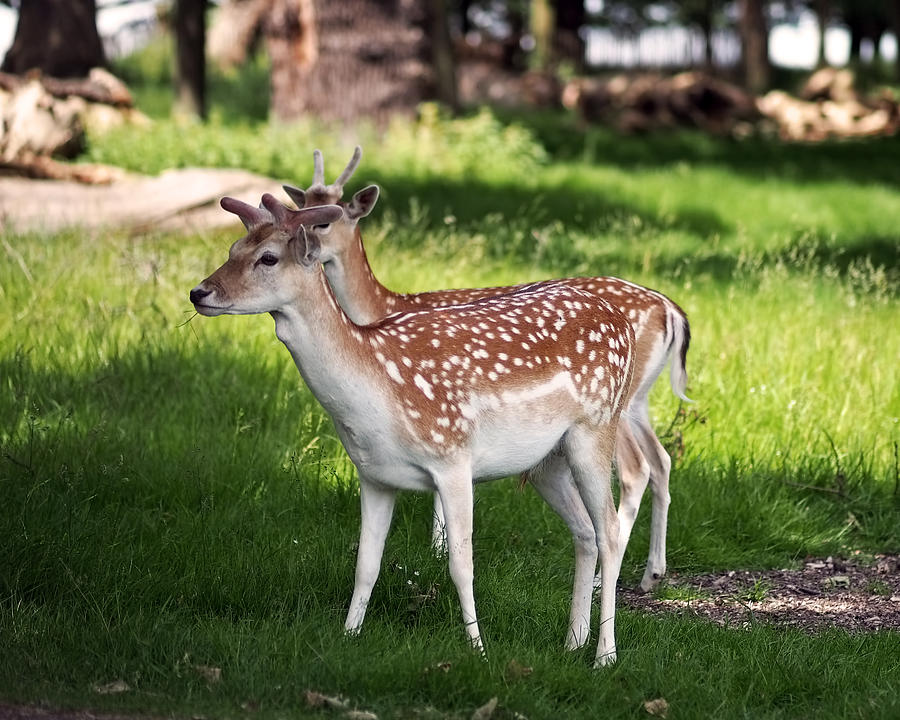 Fallow Deer in Richmond Park Photograph by Rona Black