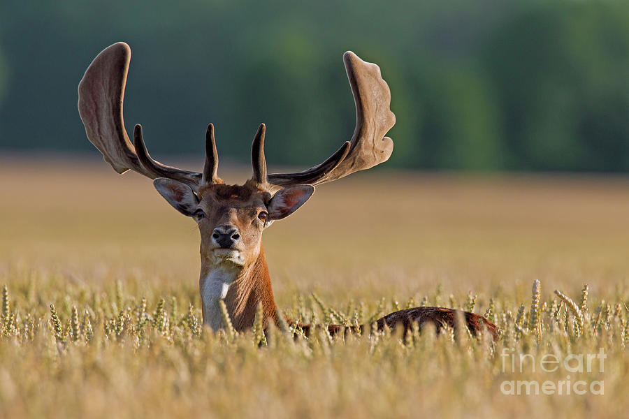 Fallow Deer in Summer Photograph by Arterra Picture Library