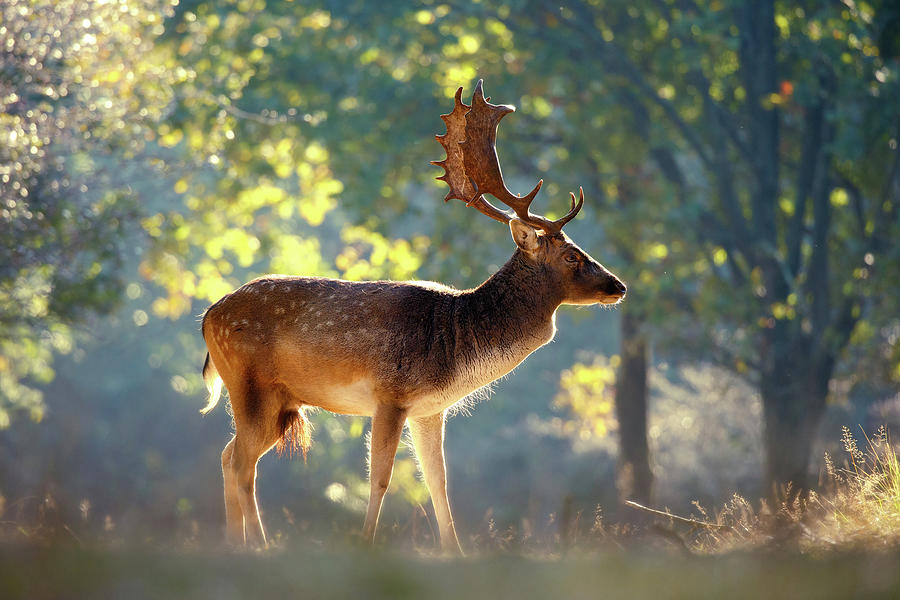 Deer Photograph - Fallow Deer in the Forest by Roeselien Raimond