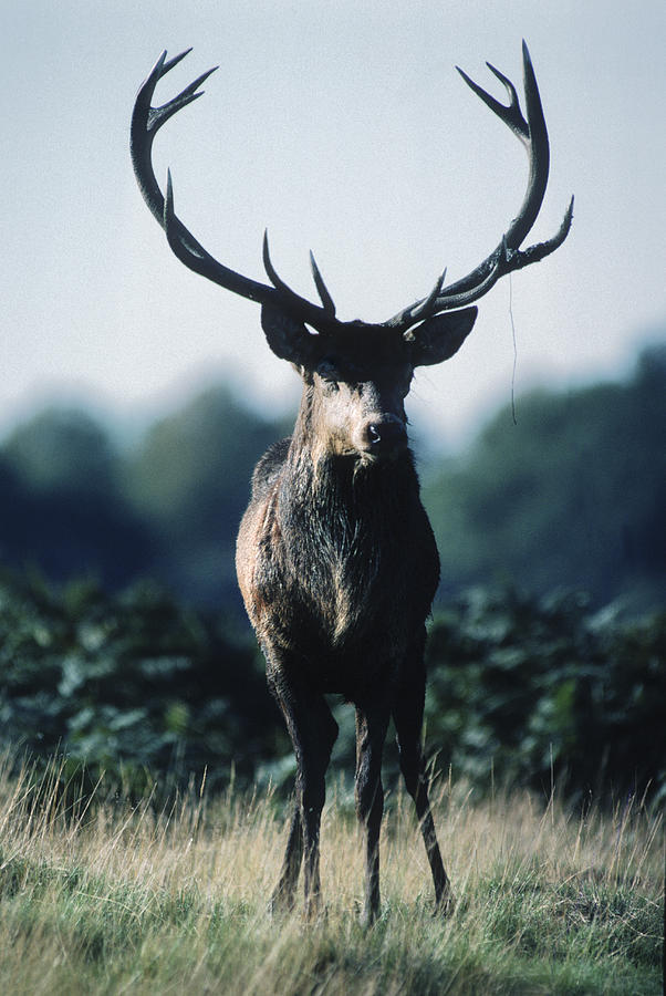 Fallow Deer male Photograph by Steve Somerville