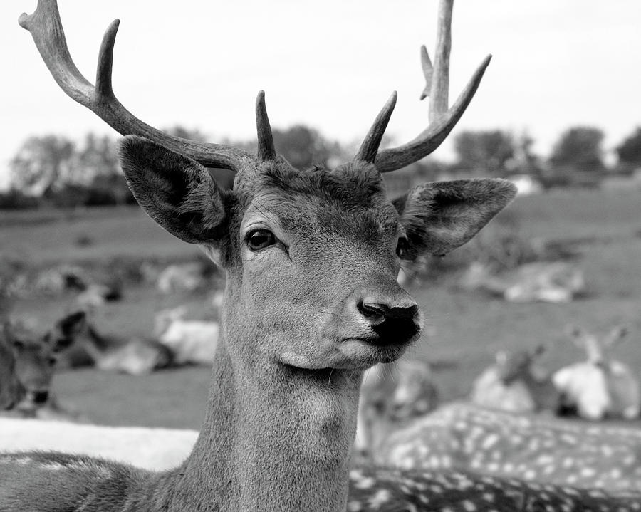 Fallow Deer Portrait Photograph by Angela Murdock