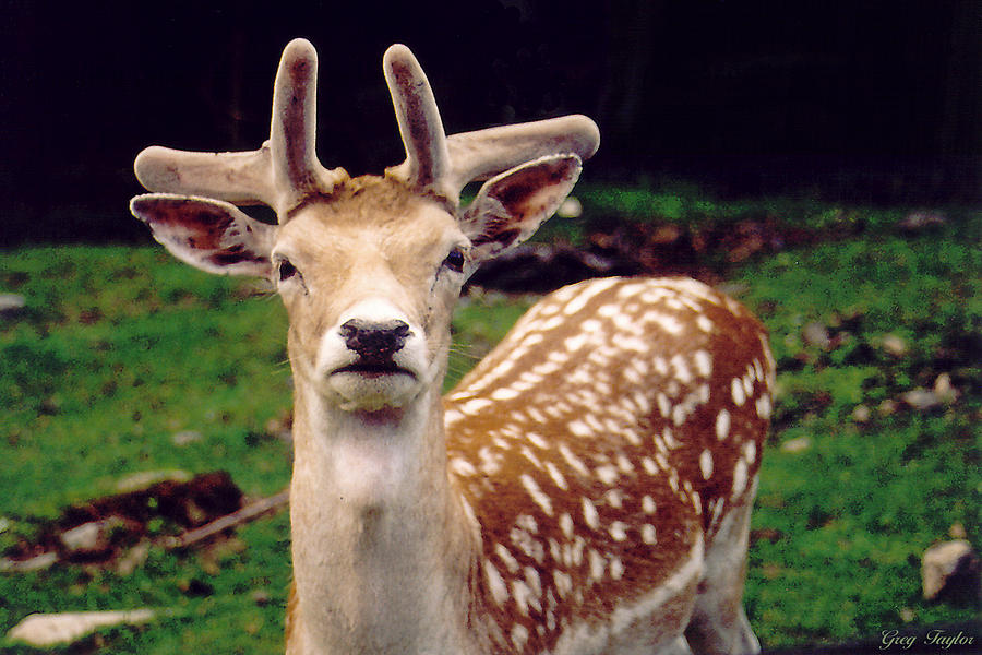 Fallow Deer Portrait Photograph by Greg Taylor - Fine Art America