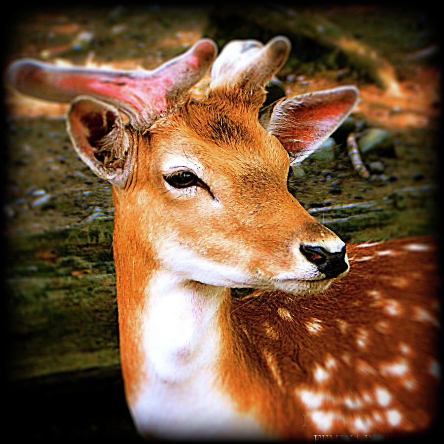 Fallow Deer Portrait Photograph by Femina Photo Art By Maggie