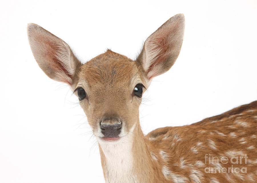 Fallow deer portrait Photograph by Warren Photographic