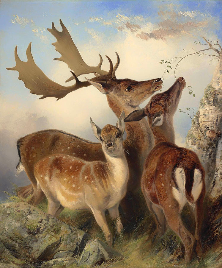 Vintage Painting - Fallow Deer by Mountain Dreams