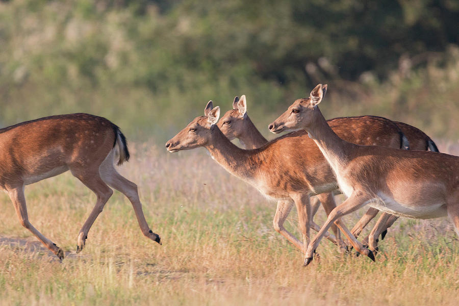 Fallow Deer Photograph by Roger Lighterness
